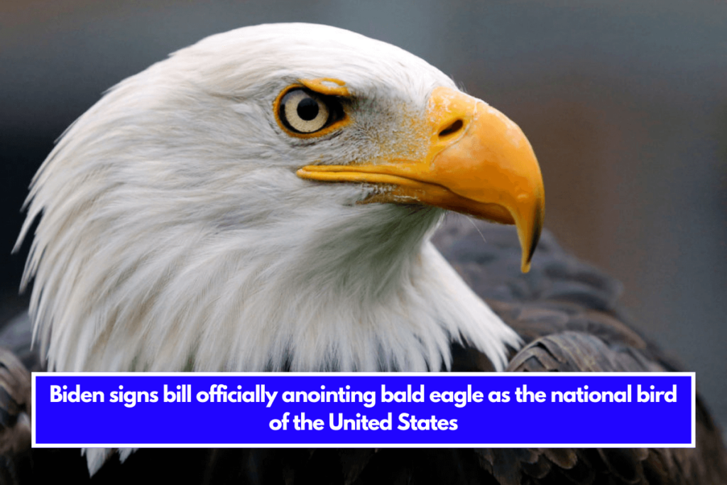 Biden Signs Bill Officially Anointing Bald Eagle As The National Bird ...