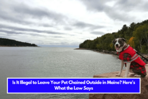 Is It Illegal to Leave Your Pet Chained Outside in Maine Here's What the Law Says