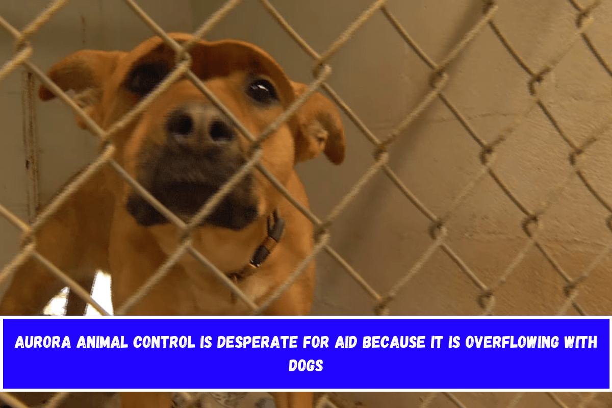 Aurora Animal Control is desperate for aid because it is overflowing with dogs